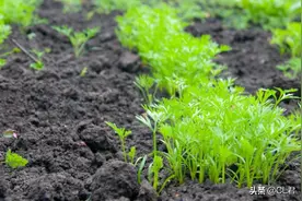 小暑过后，这4种菜可以种植，耐旱抗涝，11月收获，菜农不要错过图片