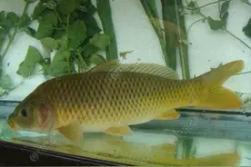 教学篇鲤鱼:鲤鱼的习性和品种介绍图片