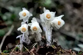 “冥界之花”现身湖南，通体雪白晶莹剔透，它的出现预示着什么？图片