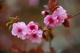 原创蝶恋花6首咏梅，不逊宋词｜几点疏花烟雨暮，美人正在江南住图片