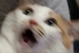 价值200万的商用卫星罗永浩用6分钟就售出了？！《流浪地球》也在用它！图片