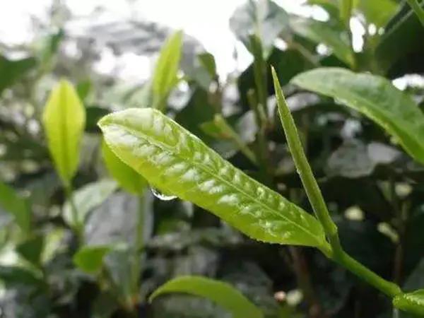 千万别小瞧了天天喝的茶，所有的树叶都能制茶吗？茶叶树叶的区别