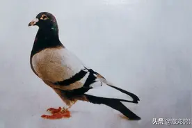 杨登元和他的中国西翁图片