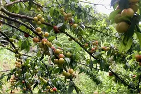 和孩子一起学文言文（12）——《王戎识李》图片