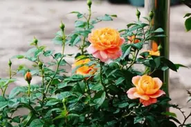 夏季高温发现月季“新叶黄”，不管会很严重，教你一招，轻松解决图片