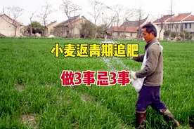 小麦追肥有讲究，牢记“做3事、忌3事”，提高利用率，小麦好收成图片