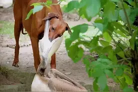 “看狗子被大鹅暴打，惨到我笑出猪叫”图片