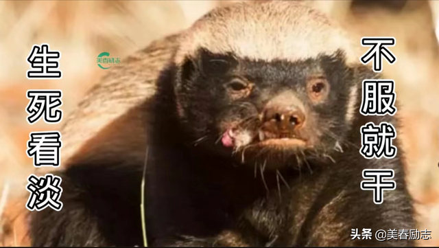 盘点非洲10大危险动物，为何狮群被集体团灭？谁才是非洲王者？