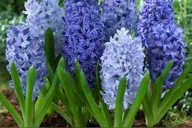 新手花友最爱的风信子，也有养殖禁忌，你知道吗？图片