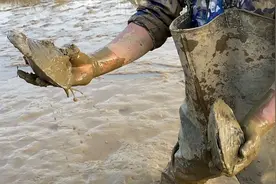 中国人都不愿意吃的河蚌，为啥基本绝迹了呢？是有毒素还是有虫？图片