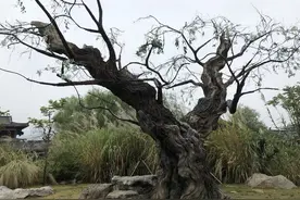 妖怪之——木魅图片