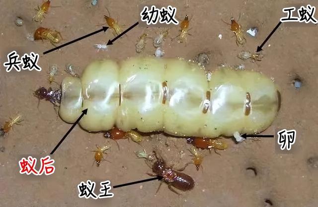 下雨前好多虫子怎么办