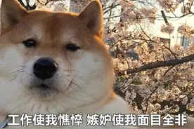表情包：工作使我憔悴，嫉妒使我面目全非图片