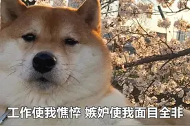 表情包：工作使我憔悴，嫉妒使我面目全非图片