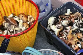 已有村民被黑熊袭击! 上山捡菌，这份攻略请带好！图片