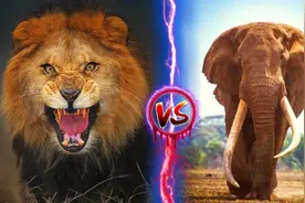 狮子vs大象，当万兽之王遇到力量之神，谁会笑到最后呢？图片