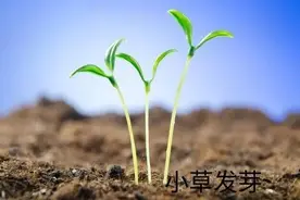 一年为什么要是四季不是五季图片