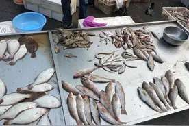 五一前什么海鱼最肥美?这8种都是正宗无养殖的，再不吃可要封海了图片