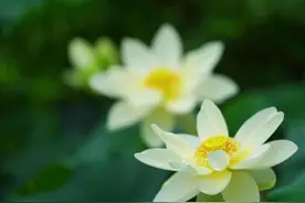 瞰中国｜河北唐县：雨中荷花竞相开图片