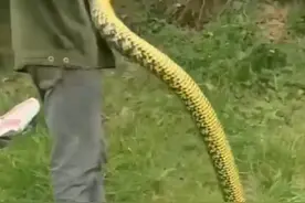 为什么今年这种蛇比较多，还时不时地出现在家门口附近图片