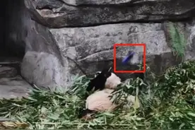男子将可乐砸向大熊猫，园方：肇事游客已交给警方图片