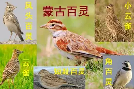 中国即将消失的养鸟文化四：长得像鹌鹑，它却是鸟中的鸣唱之王图片