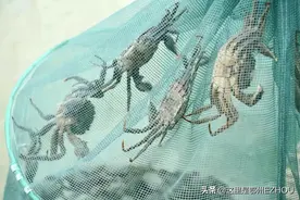 鄂州“第一鲜”上新了图片