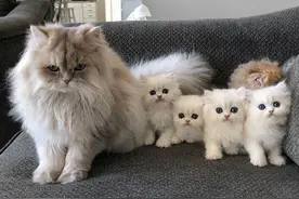 外国网友分享各种小动物的带娃画面，这情绪过于真实了图片