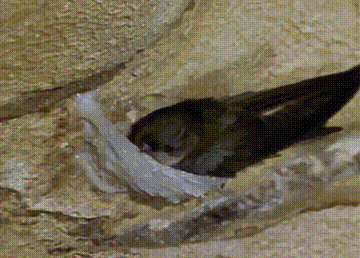 燕窝有营养价值吗 知乎 2026年燕窝有营养价值嘛