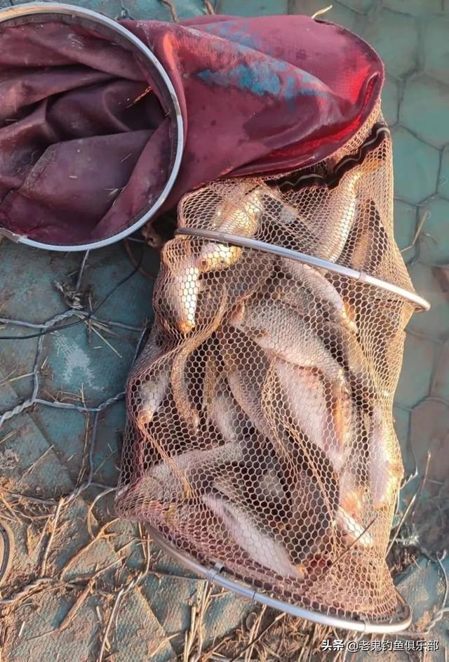 北京上庄水库擒大鲤！过足瘾