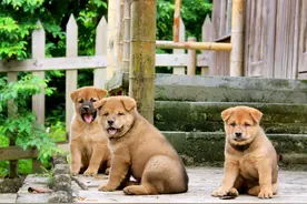 这几种狗狗，不用很操心，养了才知道“有多香”图片