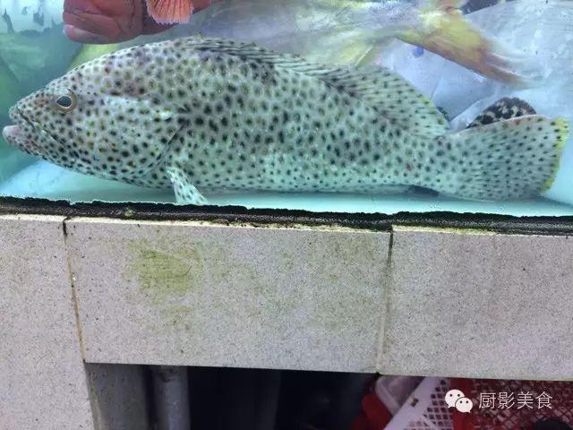 花胶选几级的 花胶等级顺序鱼胶排名大全