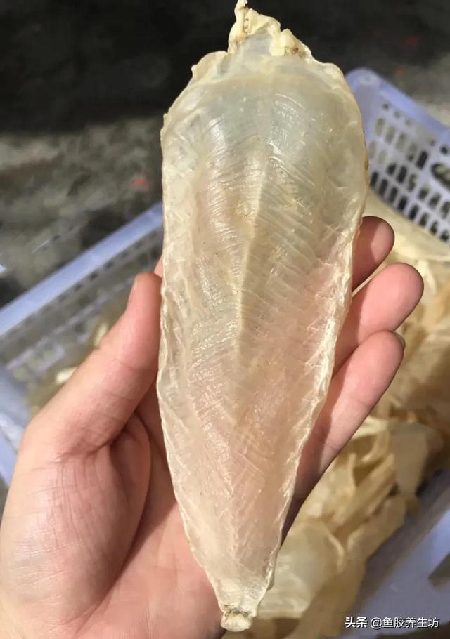 人工合成花胶 人工合成花胶可以吃吗