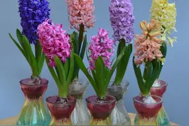 马上春节了，水培4种漂亮花，美观大方，养护简单图片