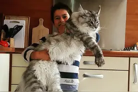 “缅因猫”逐渐退出宠物市场的真相，原因太真实了！图片