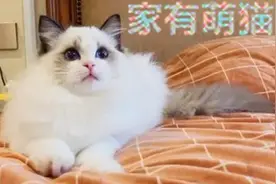猫咪对你做踩奶的动作意味着什么呢？图片