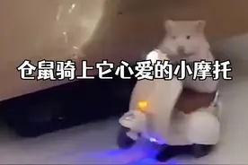 宠物仓鼠骑电动小摩托转圈圈女主人：当时把自己都吃惊到了