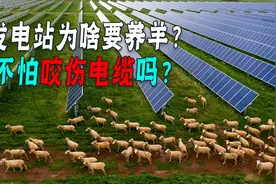 中国最大光伏发电站，为啥总养一群羊？他们做啥用？图片