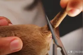 为什么狗狗刚出生不久，就要剪断它的尾巴？不觉得很残忍吗？图片