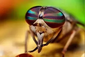 苍蝇为什么搓手图片