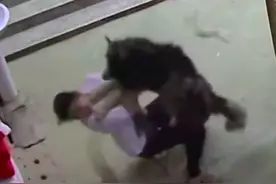 女子给阿拉斯加犬剃毛被扑倒在地20多秒，主人：它不是故意的，不舍得打它图片