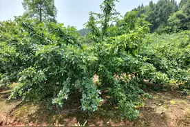 惠椒网技术下乡——四川青花椒种植管理问题整理和技术分享图片