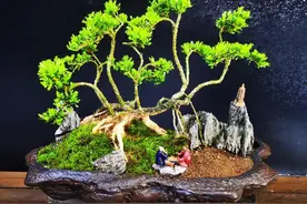 来一波山水黄杨盆景，不一样的盆景造型图片