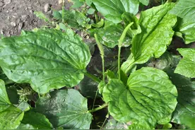 小便发黄，尿道灼热涩痛，送你两味中药，清热利尿，凉血止痛图片