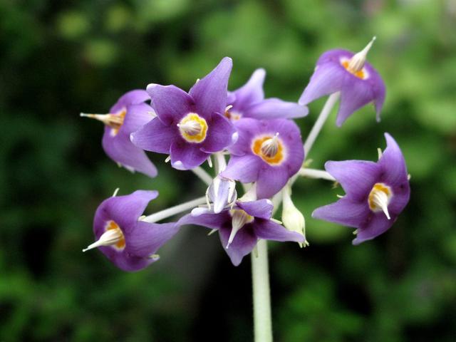 海曙龙观乡首次发现成片生长的罕见岩生植物——苦苣苔