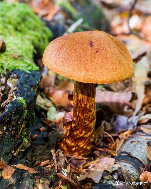 全世界最毒的十种蘑菇，中国最毒的蘑菇致命白毒伞上榜