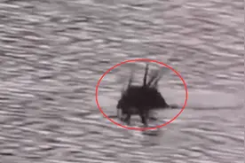 吉林一公园湖面出现“带翅膀水怪”！身上有支棱触角，到底是啥？图片