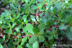 饮食用药小常识每周科普——马齿苋图片