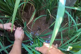 黄鳝基本都钻在稀泥巴里面，秧和草也不吃，那它们是怎么长大的？图片