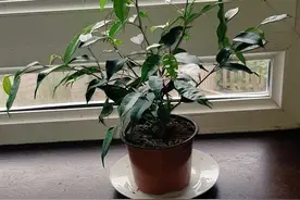 在土面和盆底都不要放石头，更别做排水层，不然真会增加养花难度图片